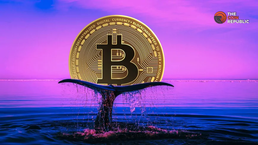 Whales Withdrawing Bitcoin, Time To Expect A Pump?