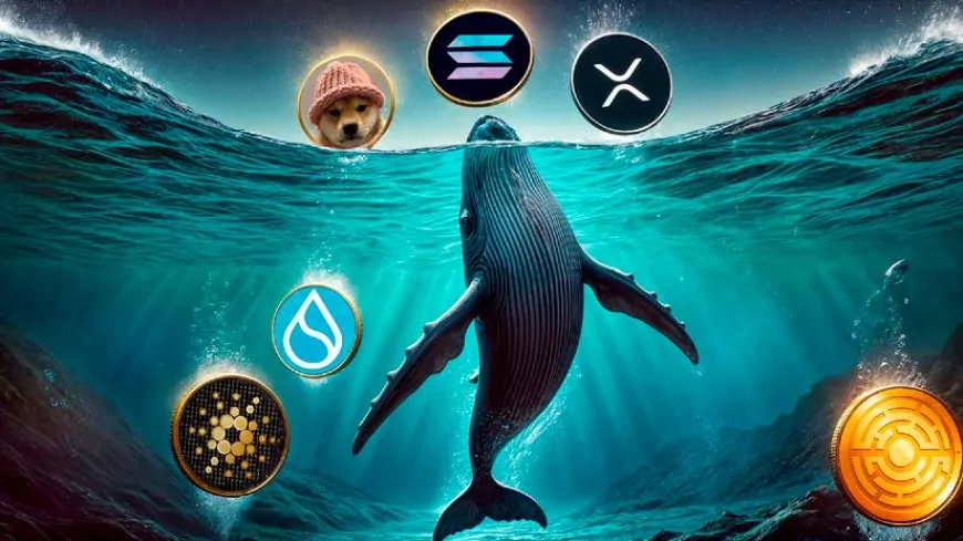 Whale Picks in October: Top 6 Coins – XRP, ADA, SOL, SUI, WIF, MTAUR