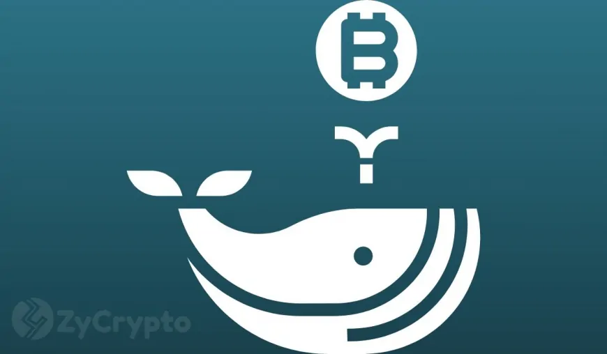 Bitcoin Whales Capitalize on Dip: Over 50,000 BTC Accumulated In Just 10 Days