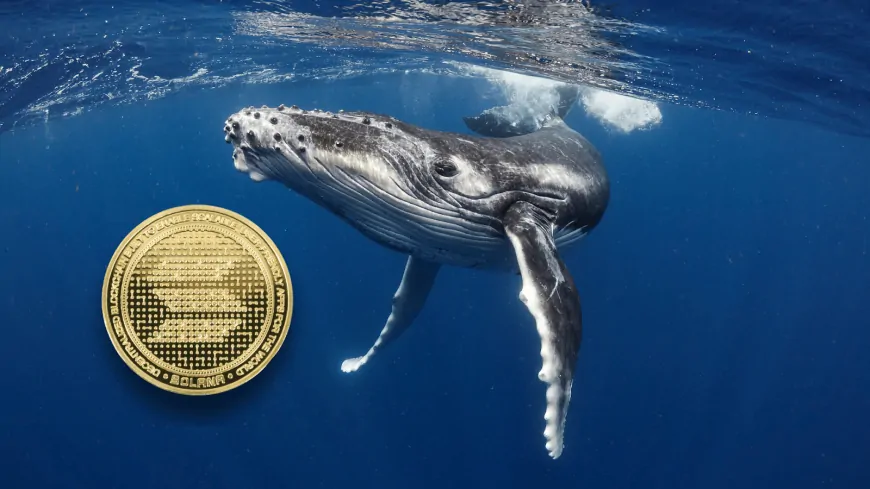 Solana Whale Makes Bold Prediction: RCOF will Beat the SOL Price to New ATH with 5,000x Run by Q1 2025