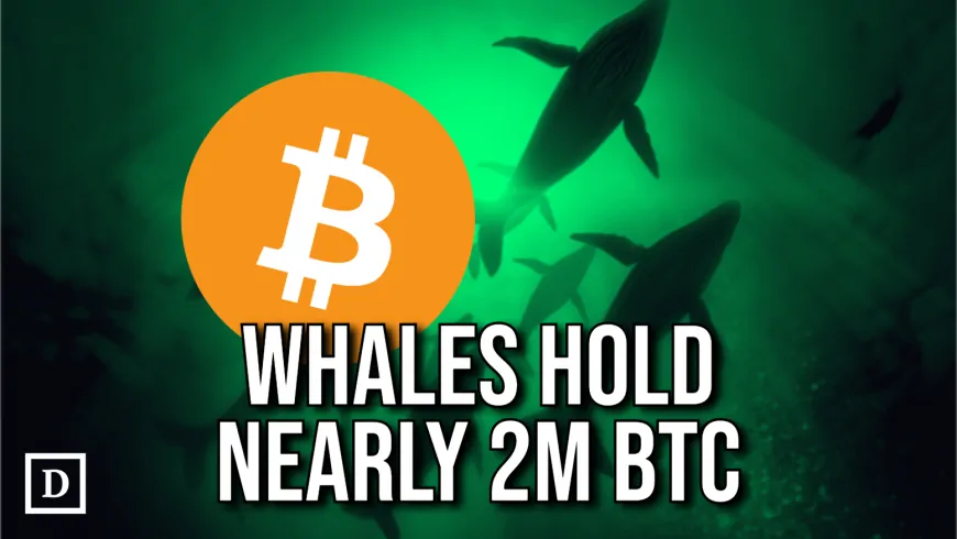 Bitcoin Whales' Holdings Have Surged 800% This Year