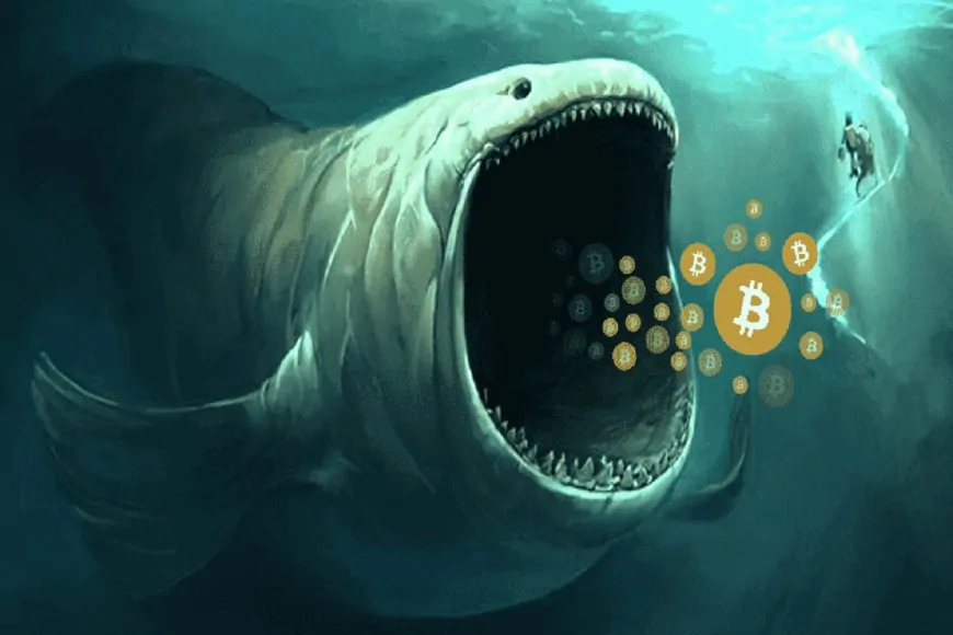 Bitcoin Whale Holdings At All-Time High, Is BTC Correction Behind Us?