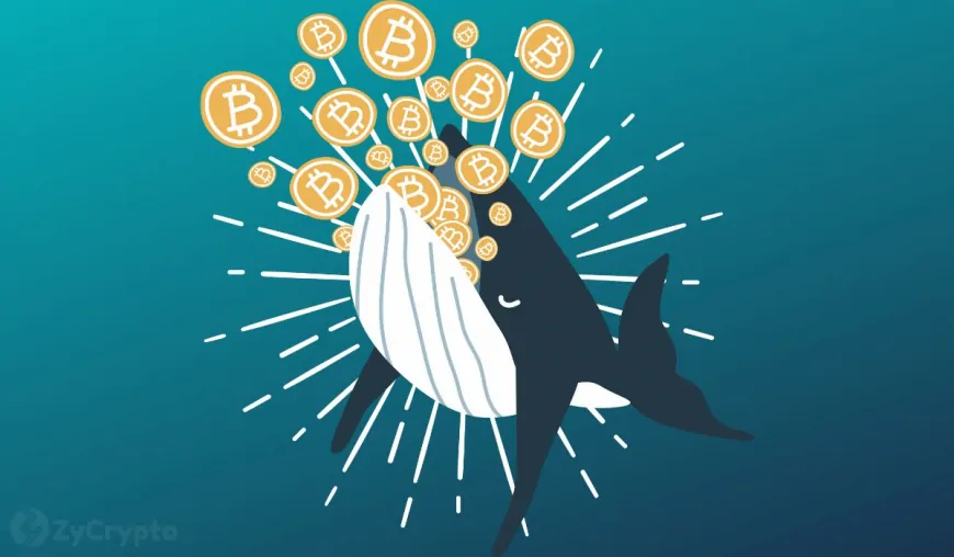 Bitcoin Whale Activity Taps All-Time High; How High Can BTC Soar?