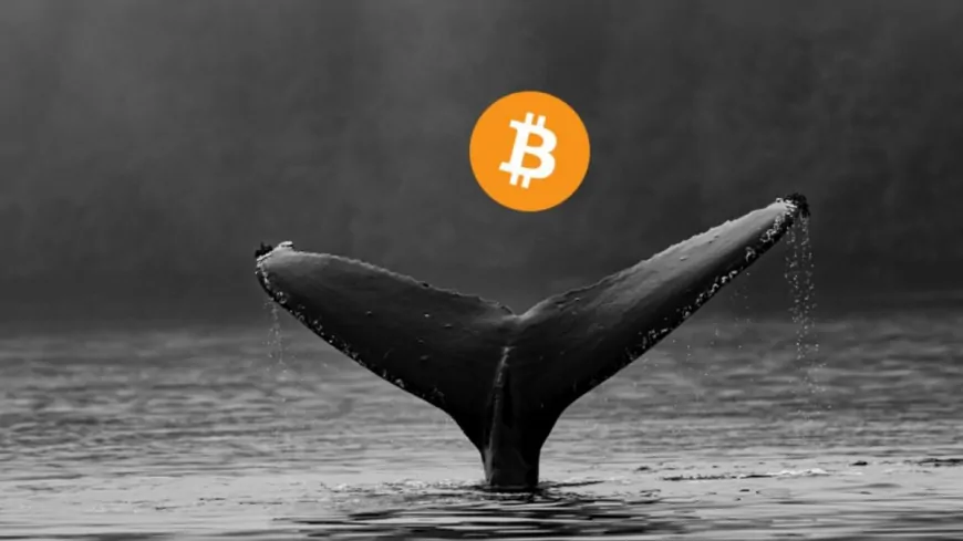 Bitcoin Whale Holdings Hit Record High, Sparking Market Optimism