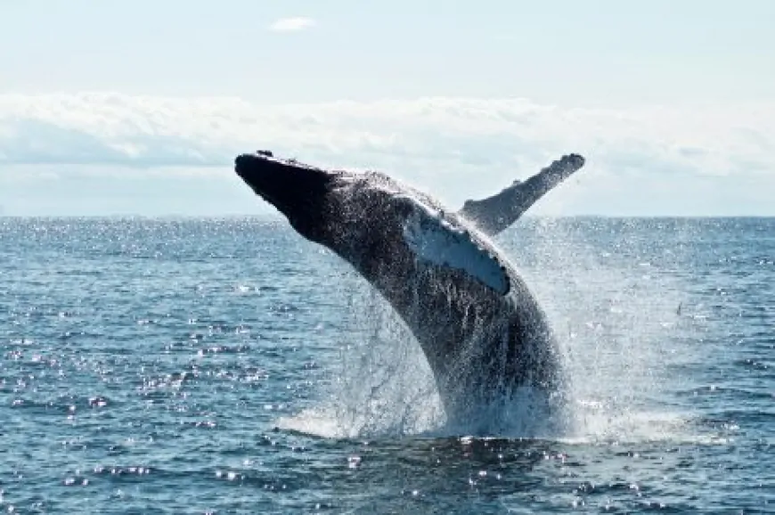 Whales Hit All-Time High Bitcoin Holdings At 670,000 – What Does This Mean For BTC?