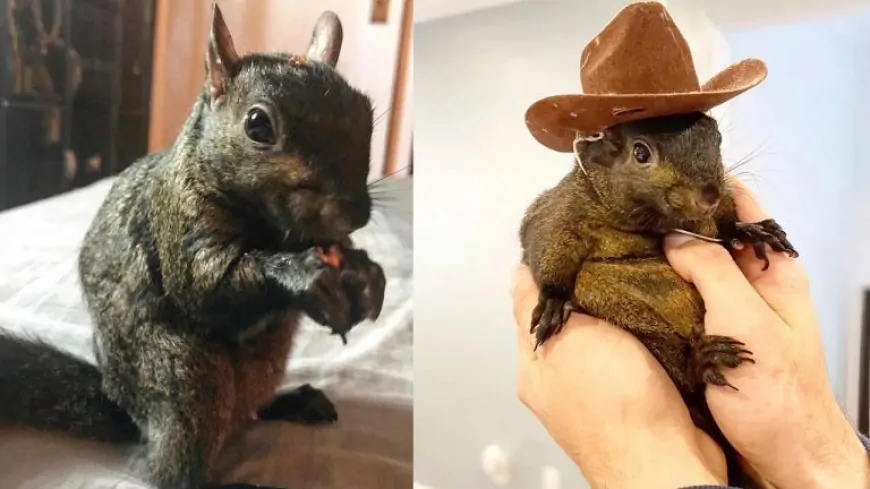 Peanut the Squirrel's Viral Fame Sparks Meme Coin Frenzy on Solana