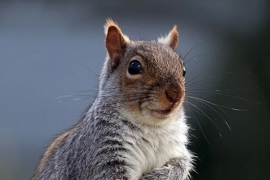 Peanut The Squirrel-Themed Meme Coins Surge Amid Social Media Outrage Over Celebrity Animal's Death: Trump will Save The Squirrels, Says Elon Musk