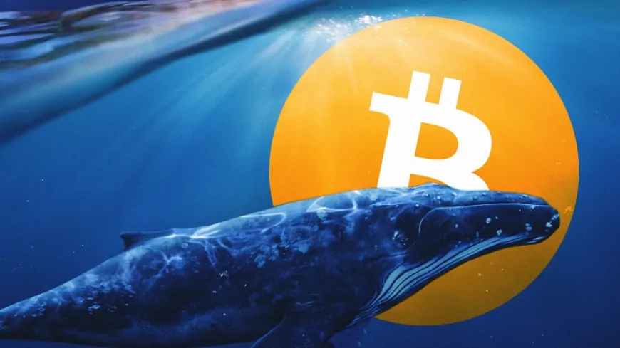 Whales Move Bitcoin Worth Hundreds of Millions – What to Expect?