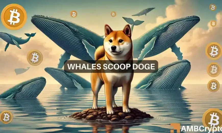 Why Dogecoin's $56M whale accumulation might NOT help DOGE's rally