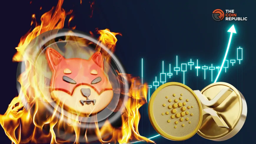 Shiba Inu ‘Up Against' Cardano, XRP Says Dev, Burn Rate Surges 900%