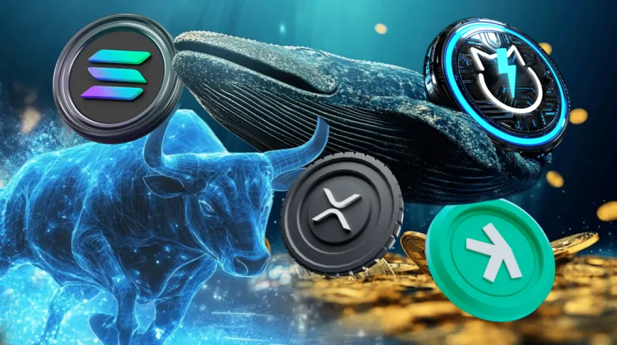 Why Whales Are Buying These Coins For the Bull Run: Solana, JetBolt, Kaspa, and XRP