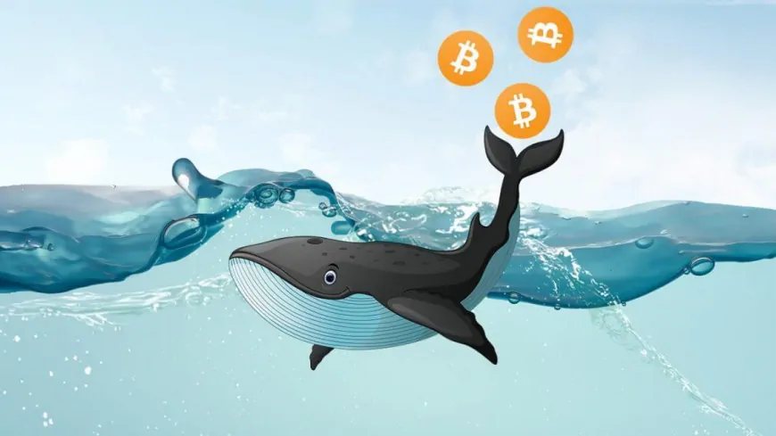 Bitcoin Whales Buy 40,000 BTC as Market Bulls Eye $100,000