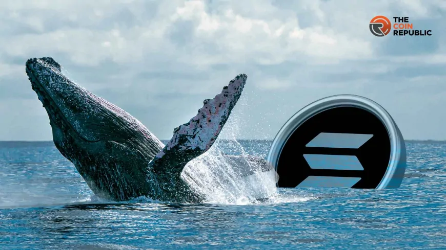 Whales Make Big Moves with Solana; What's Their Endgame?