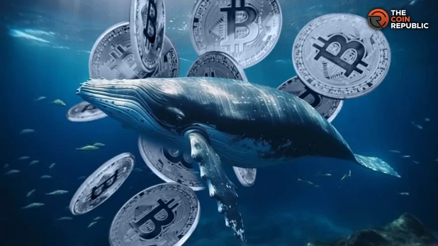 Bitcoin Price Dips As Whales Move Over 240K BTC Through Privacy Channels