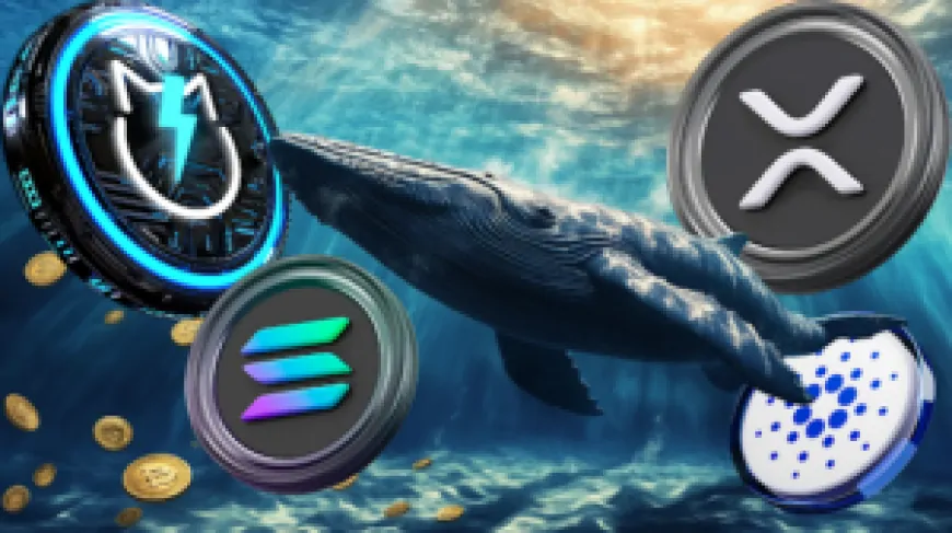 Why Crypto Whales Are Dashing to Buy XRP, Cardano, JetBolt, And Solana