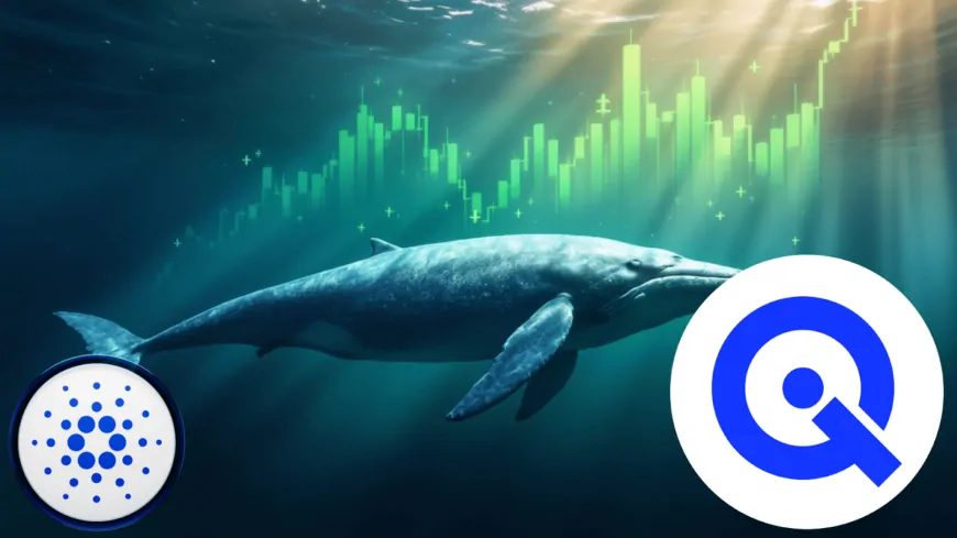 Cardano Whale Transactions Carrying Over $1 Million Cross 600 As Traders Move Into This Cheap $0.02 Ethereum Altcoin For 50,000% ROI