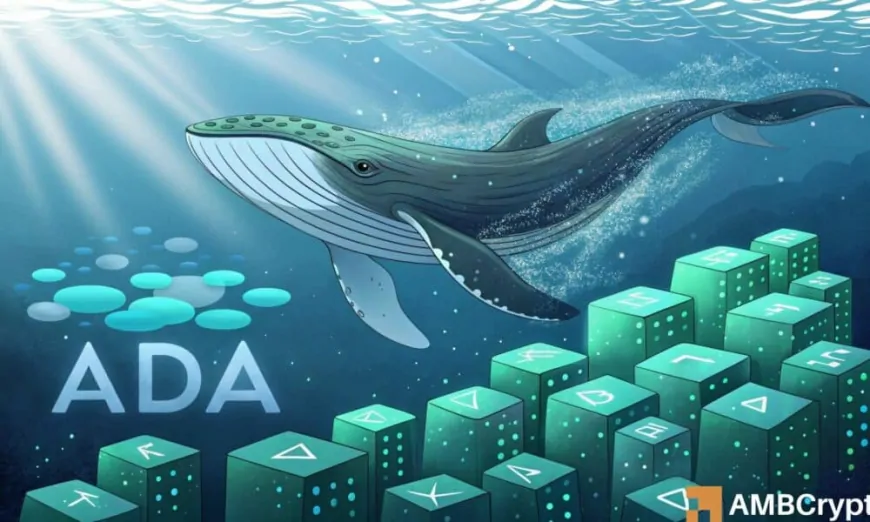 Cardano whales buy the dip – Analyzing impact on ADA's price action