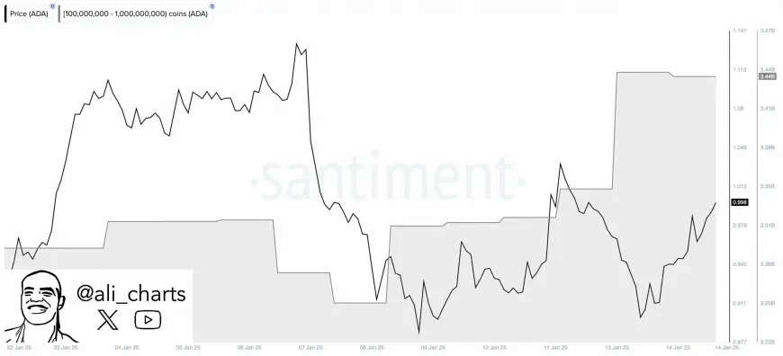 Cardano Whales Accumulate 100 Million ADA Amid Market Rebound, Raising Speculations on Future Price Movements