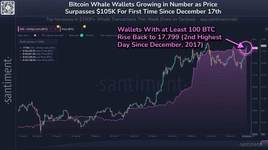 Bitcoin Approaches $105K as Whale Wallets Surge to Historic Levels