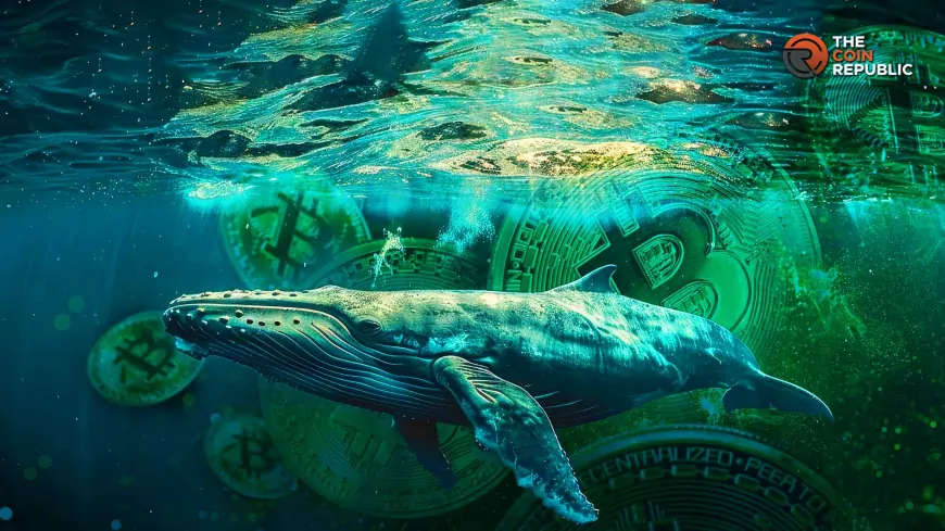 Short-Term Bitcoin Whales Make Big Splash, BTC Price Reacts