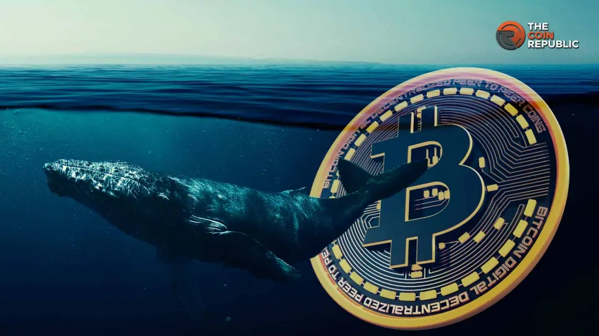 Bitcoin Whales Accumulate Amid Sell-Offs: What to Expect from Bitcoin Price?