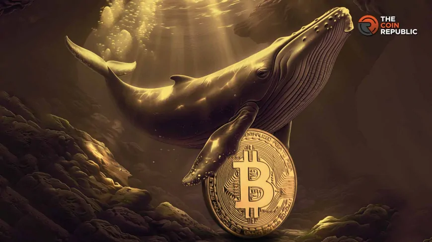 OTC Whales Receive 30,000 Bitcoin, Big Price Rebound Ahead?