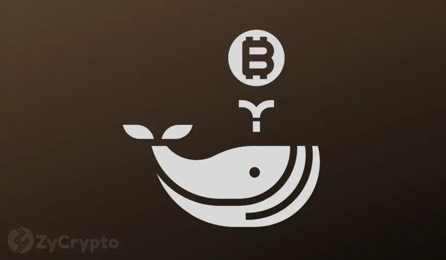 Bitcoin Whales Go on Buying Spree as 28,000 BTC Accumulated