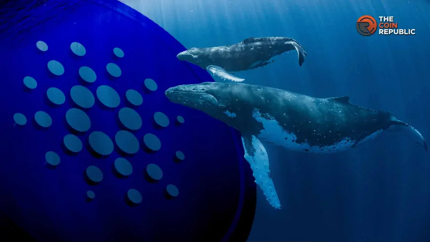 Cardano Price: Whales Dump 170M ADA, Massive Crash Or Rebound Coming?