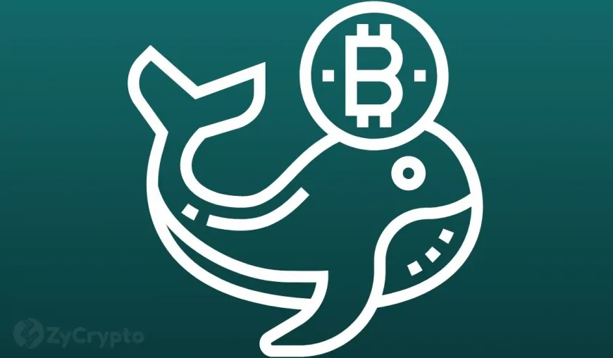 Bitcoin Whales Scoop Up 26,430 BTC As Bulls Eye $100,000 Price Milestone