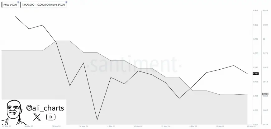 Cardano Whale Activity Raises Questions: Can Retail Investors Support ADA Amid Significant Sell-Off?