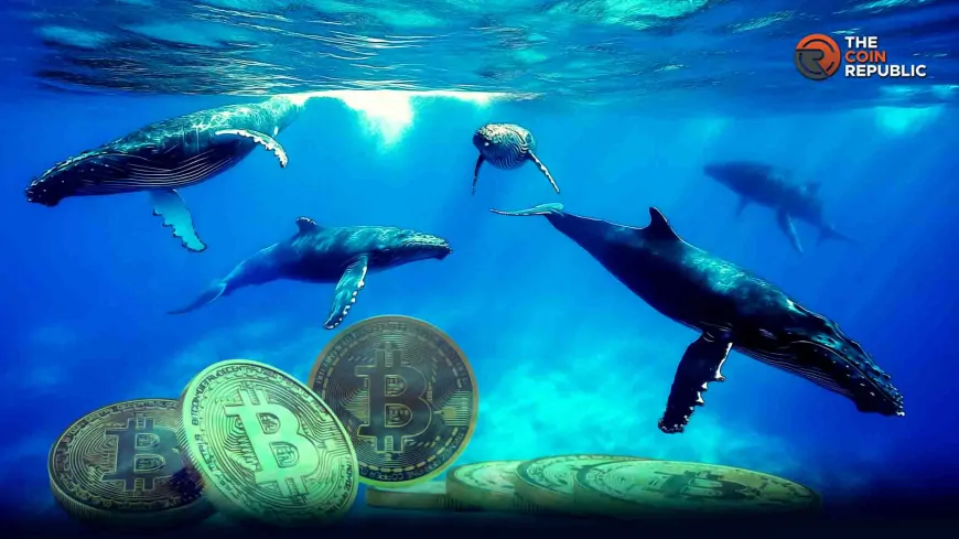 Whales Trap Price of Bitcoin Below $90K as Retail Piles in via ETFs